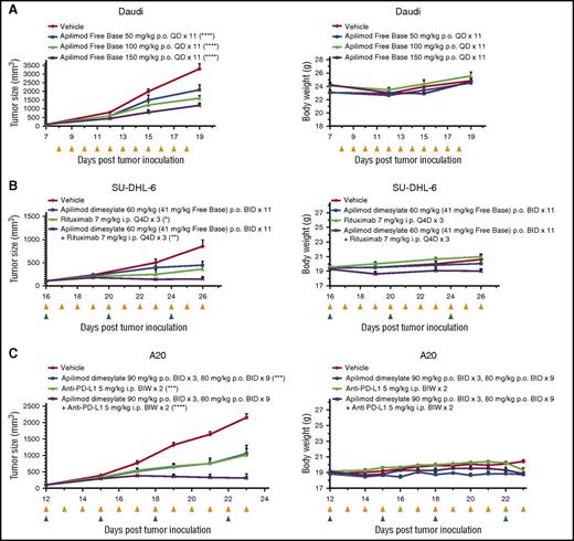 Figure 2. Apilimod displays antitumor activity in B-NHL in vivo. (A) Growth of Daudi Burkitt lymphoma xenograft tumors. Left, Graph of tumor size (mm3) over time (days). Right, Graph of body weight (g) over time (days). Dose is detailed in legend, ****P < .0001; compared with vehicle at last time point, 1-way analysis of variance (ANOVA), Dunnett's multiple comparisons test. Yellow triangles indicate the days which apilimod was dosed. N = 8 mice per treatment arm. Data are represented as mean ± standard error of the mean (SEM). (B) Apilimod displays growth inhibition in combination with rituximab in SU-DHL-6 DLBCL tumors in vivo. Left, Graph of tumor size (mm3) over time (days). Right, Graph of body weight (g) over time (days). *P < .05; **P < .01 compared with vehicle at last time point, 1-way ANOVA, Dunnett's multiple comparisons test. Coefficient of drug interaction (CDI), 0.8; CDI < 1 indicates synergism. Yellow and green triangles indicate the days which apilimod and rituximab were dosed. N = 6 mice per treatment arm. Data are represented as mean ± SEM. (C) Apilimod causes tumor growth inhibition in combination with anti-PD-L1 in A20 syngeneic model. Left, Graph of tumor size (mm3) over time (days). Right, Graph of body weight (g) over time (days). ***P < .001, ****P = .0001 compared with vehicle at last time point, 1-way ANOVA, Dunnett's multiple comparisons test. CDI, 0.62; CDI < 1 indicates synergism. Yellow and green triangles indicate the days which apilimod and anti-PD-L1 were dosed. N = 8 mice per treatment arm. Data are represented as mean ± SEM. BID, twice daily; BIW, twice weekly; i.p., intraperitoneal; p.o., oral gavage; Q4D, every 4 days; QD, once daily.