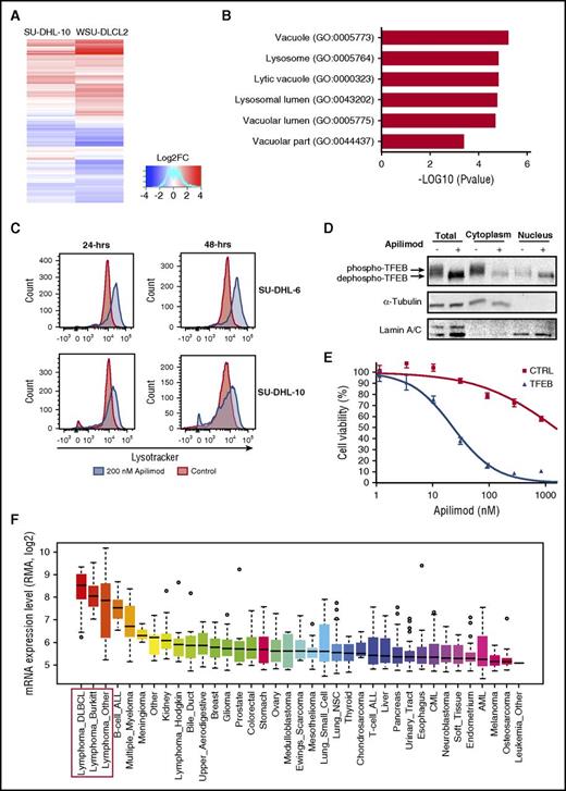 Figure 4. TFEB is a mediator of apilimod sensitivity in B-NHL. (A) Heat map representation of gene expression changes in SU-DHL-10 and WSU-DLCL2 B-NHL lines treated with 300 nM apilimod for 24 hours. Red color represents upregulated genes; blue color represents downregulated genes. (B) GO analysis of commonly upregulated genes from panel A reveals an enrichment for lysosomal-associated genes. (C) LysoTracker staining in SU-DHL-6 and SU-DHL-10 for 24 and 48 hours after treatment with 200 nM (blue) apilimod compared with DMSO-treated control (red). (D) Nuclear and cytoplasmic levels of TFEB protein assayed by immunoblotting in SU-DHL-6 cells treated with apilimod (63 nM) for 2 hours. A representative blot is shown from 2 independent experiments. (E) Stable CA46 (TFEB-deficient B-NHL) pools overexpressing either GFP control or TFEB were treated with 10-point apilimod dose response for 3 days. Data are represented as mean ± SD. (F) Box plots showing relative TFEB messenger RNA (mRNA) levels across tumor types, extracted from CCLE35 with gene-centric robust multiarray analysis-normalized mRNA expression data. “Lymphoma Other” includes B-cell lymphoma unspecified (8), anaplastic large-cell lymphoma (5), chronic lymphocytic leukemia–small lymphocytic lymphoma (5), mantle cell lymphoma (4), mycosis fungoides–Sezary syndrome (3), peripheral T-cell lymphoma unspecified (1), T-cell large granular lymphocytic leukemia (1), and unclassified (1). B-NHL cell lines are highlighted with a red box. ALL, acute lymphoblastic leukemia; AML, acute myeloid leukemia; CML, chronic myeloid leukemia; LOG2FC, LOG2 fold change; mRNA, messenger RNA; NSC, non-small cell; RMA, robust multiarray average.