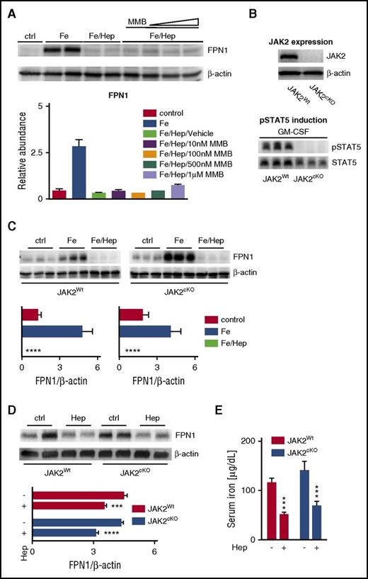 Figure 2. JAK2 inhibition does not affect hepcidin-mediated FPN1 degradation in vitro or in vivo. (A) Representative western blot and quantification (n = 3 per group) of FPN1 protein levels in murine macrophage RAW 264.7 cells. Control-treated (ctrl) RAWs were not treated at all. All other groups were stimulated with FeCl3 (50 µM) for 20 hours to induce FPN1 expression. Where indicated, cells were further treated with hepcidin (Hep; 1 µg/mL) alone or together with increasing concentrations of MMB (10 nM, 100 nM, 500 nM, and 1 µM) for an additional 6 hours. β-actin levels were used for normalization. Each lane represents one individual replicate. (B) Western blot of JAK2 protein levels in bone marrow–derived macrophages (BMDMs) from JAK2Wt and JAK2cKO mice. β-actin levels were used as a loading control (top). Western blot of pSTAT5 protein levels in BMDMs from JAK2Wt and JAK2cKO mice after stimulation with granulocyte macrophage colony-stimulating factor (GM-CSF; 100 ng/mL) for 30 minutes (bottom). STAT5 levels were used as a loading control. Each lane represents one individual animal. (C) Representative western blots and quantification (n = 6-9 per group) of FPN1 protein levels in BMDMs from JAK2Wt and JAK2cKO mice incubated with either FeCl3 (50 µM) for 20 hours alone or with hepcidin (1 µg/mL) for 6 hours. Ctrl BMDMs received neither FeCl3 nor hepcidin. β-actin levels were used for normalization. Each lane represents one individual animal. (D-E) Representative western blot and quantification (n = 5-7) of FPN1 protein levels in whole-spleen lysates (D) and serum iron levels (E) from JAK2Wt and JAK2cKO mice at baseline (ctrl) and after intraperitoneal administration of hepcidin (4 mg/kg) for 3 hours. β-actin levels were used for normalization. Each lane represents one individual animal (D). Analysis of variance with Dunnett’s correction for multiple comparisons vs iron (Fe)/Hep-stimulated cells was applied (A,C). Unpaired Student t test was applied for comparison in each group (D-E). Results are shown as means ± standard errors of the mean. ***P < .001, ****P < .0001.
