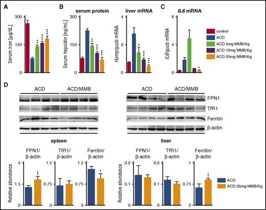 Figure 3. MMB modulates hepcidin expression and iron metabolism gene expression in ACD in rats. (A-B) Serum iron, hepcidin serum protein, and liver Hamp messenger RNA (mRNA) levels in ACD rats after 3-day MMB (5, 10, or 25 mg/kg) treatment. (C) IL-6 mRNA levels in the spleen of ACD rats after 3-day MMB (5, 10, or 25 mg/kg) treatment. (D) Representative western blots and quantification (n = 4 per group) of FPN1, transferrin receptor 1 (TfR1), and ferritin in the spleens and livers of ACD rats after 3-day MMB (5, 10, or 25 mg/kg) treatment. β-actin levels were used for normalization. Each lane represents one individual animal. Analysis of variance with Dunnett’s correction for multiple comparisons vs ACD was applied (A-C). Unpaired Student t test was applied for comparison in each group (D). Results are shown as means ± standard errors of the mean. *P < .05, **P < .01, ***P < .001.
