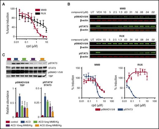 Figure 4. MMB inhibits SMAD1/5/8 phosphorylation and hepcidin expression in vitro and in vivo. (A) Quantitative reverse transcription polymerase chain reaction analysis of Hamp mRNA levels in HepG2 cells stimulated with 10-ng/mL BMP6 for 6 hours. Results are expressed as percentages of hepcidin induction normalized to vehicle-treated cells (50% effective concentration: MMB = 0.65 µM; RUX > 10µM; n = 3). (B) Representative western blots of pSMAD1/5/8 and pSTAT3 levels after 30-minute stimulation with 10-ng/mL BMP6 (for pSMAD1/5/8 induction) or 20-minute stimulation with 10-ng/mL IL-6 (for pSTAT3 induction; top and middle). β-actin was used as a loading control. Compound (cpd) was always added 2 hours before BMP6 stimulation. Percentages of pSMAD1/5/8/pSTAT3 induction (normalized to vehicle control-treated cells; n = 5 for pSMAD1/5/8; n = 2 for pSTAT3) ± standard errors of the mean (bottom). (C) Representative western blot and quantification (n = 5 per group) of hepatic nuclear extracts for pSTAT3 and pSMAD1/5/8 from ACD rats treated for 3 days with MMB (5, 10, or 25 mg/kg). TATA-binding protein (TBP) and STAT3 levels were used for normalization. Each lane represents one individual animal. Analysis of variance with Dunnett’s correction for multiple comparisons vs ACD was applied (C). Results are shown as means ± standard errors of the mean. *P < .05, ***P < .001, ****P < .001.