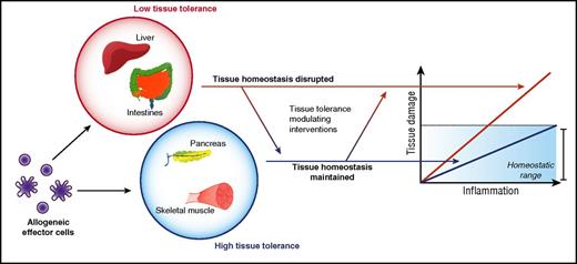 Figure 3. Differential organ tissue-specific responses to allogeneic immune attack.