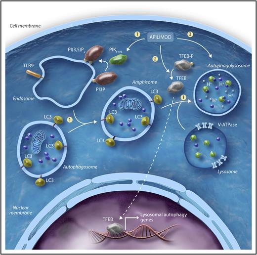 Schematic representation of the proposed mechanism of action. By binding to and inhibiting PIKfyve function, apilimod blocks the formation of PI(3,5)P2 (1). Apilimod mediated-TFEB dephosphorylation promotes TFEB nuclear translocation and transcription of its target gene, CLCN7 (2). In addition to CLCN7, OSTM1 and SNX10 are 2 other key genes upregulated with apilimod treatment. Both CLCN7 and OSTM1 encode anion exchange transporters of pivotal importance for lysosome homeostasis, whereas SNX10 plays an important role in regulating endolysosomal trafficking (3). Apilimod-mediated impairment of lysosomal homeostasis (upregulation of CLCN7, OSTM1) in the setting of endolysosomal membrane traffic dysfunction (upregulation of SNX10) may induce tumor cell stress, ultimately leading to lymphoma cell death. LC3, light chain 3; TFEB-p, transcription factor EB-phosphorylated; TLR9, Toll-like receptor 9; V-ATPase, vacuolar-type H+ ATPase. Professional illustration by Somersault18:24.