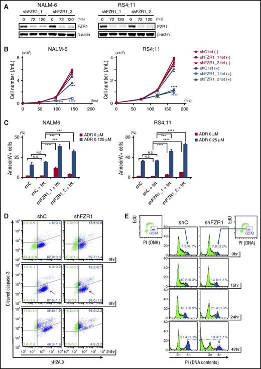 Figure 3. FZR1 knockdown sensitizes human B-ALL cells to DNA damage–induced cell death and mitotic catastrophe. (A) Immunoblot of FZR1 in NALM-6 and RS4;11 cells transduced with lentivirus expressing tetracycline-inducible control (C) shRNA or shRNA specific to FZR1 (shFZR1_1 and shFZR1_2) after 72-hour and 120-hour treatment with 1 μg/mL tetracycline. (B) Time-course cell proliferation assay of NALM-6 and RS4;11 cells with tetracycline-induced shC or shFZR1 treated with tetracycline (0.25 μg/mL for NALM-6 cells and 0.10 μg/mL for RS4;11). Trypan blue–negative cells were counted at described time points. P values were calculated by comparing with untreated controls. (C) Apoptosis analysis of NALM-6 and RS4;11 cells with tetracycline-induced shC or shFZR1 after treatment with tetracycline and doxorubicin. Cells were treated with tetracycline (0.125 μg/mL for NALM-6 and 0.10 μg/mL for RS4;11) for 5 days and then treated with doxorubicin (0.125 μM for NALM-6 and 0.25 μM for RS4;11) for 36 hours. Annexin V–positive cells were counted by flow cytometry. (D) Costaining of γH2A.X and cleaved caspase-3 in NALM-6 cells with tetracycline-inducible shC or shFZR1 (shFZR1_1). Cells were treated with 0.125 μg/mL tetracycline for 5 days and then treated with 0.5 μM doxorubicin. (E) Flow cytometric analysis of 5-ethynyl-2′-deoxyuridine (EdU) incorporation combined with DNA content analysis with propidium iodide (PI) staining in NALM-6 cells with tetracycline-inducible shC or shFZR1 (shFZR1_1). Cells were treated with 0.125 μg/mL tetracycline for 5 days and then treated with 0.125 μM doxorubicin. Graphs in panels D and E are representative examples from 3 experiments. Except for panel A, results are expressed as mean ± SD (n = 3). *P < .05, ** P < .01, ***P < .001, ****P < .0001.