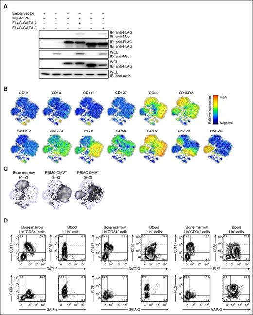Figure 5. GATA-2 expression is confined to HSPCs. (A) HEK-293T cells were transfected with empty vector (EV), or constructs encoding FLAG-tagged GATA-2 or GATA-3 and Myc-tagged PLZF. Twenty-four hours after transfection, GATA-2 or GATA3 were immunoprecipitated and precipitates as well as whole-cell lysates (WCL) were analyzed by western blotting with antibodies, as indicated. (B-D) Bone marrow, cord blood, or PBMCs from healthy volunteers were surface stained with antibodies to lineage and differentiation markers as well as intracellular with antibodies to GATA-2, GATA-3, and PLZF. (B) Barnes-Hut t-distributed stochastic neighbor embedding (t-SNE) analysis of 13-parametric data were performed on gated CD3−CD14−CD19−CD123− cells combined from samples of bone marrow (n = 2) and peripheral blood of CMV seronegative (n = 2) and CMV seronegative (n = 2) from healthy volunteers. Plots show expression of surface and intracellular proteins, as indicated, in the 2-dimensional t-SNE field with relative expression denoted as red when high and blue when absent. (C) Cell density in the t-SNE field for pooled samples from bone marrow (n = 2) and peripheral blood of CMV-seronegative (n = 2) and CMV-seropositive (n = 2) donors, respectively. (D) Contour plots show expression of the indicated markers in bone marrow (CD3−CD14−CD19−CD123−) Lin−CD34+ cells as well as peripheral blood Lin− lymphocytes. In plots depicting CD56 expression, dotted lines discriminate CD56bright from CD56dim cells. Plots are from representative donors.