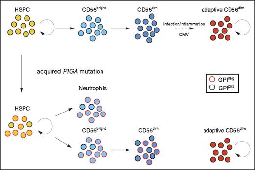 Figure 4. Somatic PIGA mutations in HSPCs reveals longevity of adaptive NK cells. Normal HSPCs give rise to CD56bright NK cells that further develop to canonical CD56dim NK cells. Adaptive, CD56dim NK cells derive from canonical CD56dim NK-cell precursors in response to environmental stimuli. Patients with an acquired PIGA mutation exhibit mixed chimerism of GPIpos and GPIneg myeloid cells (represented here by neutrophils), reflecting the ongoing clonal contribution of PIGA mutated self-renewing HSPC. CD56bright NK cells develop proportionally from GPIpos and GPIneg HSPC similar to myeloid cells. However, GPIneg cells are underrepresented in the CD56dim NK population, most prominently in CD56dim NK cells with adaptive phenotype. The persistence of GPIpos NK cells in PNH patients supports the notion of long-lived adaptive NK cells with self-renewal capacity similar to memory T cells.