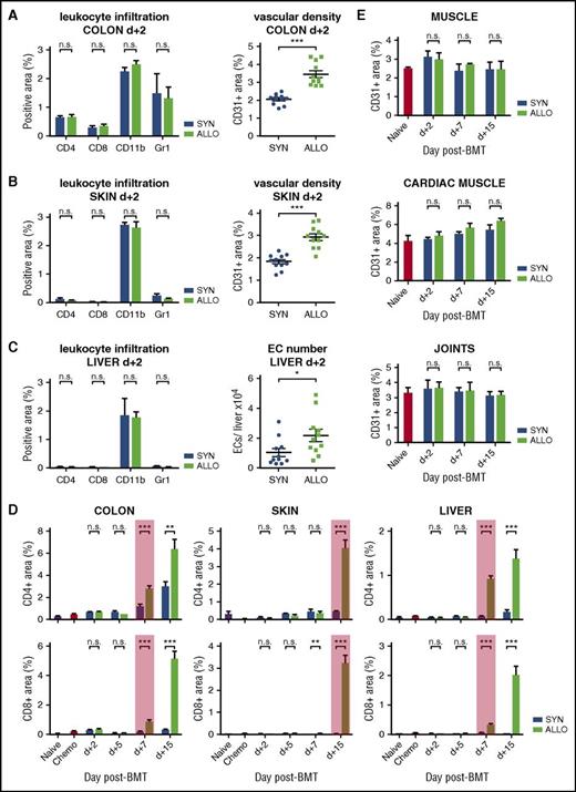 Figure 1. Angiogenesis occurs exclusively in target organs and precedes leukocyte infiltration during GHVD. (A-C) Leukocyte infiltration: percentage of CD4-, CD8-, CD11b-, and Gr1-positive area in GVHD-target organs colon, skin, and liver of allogeneic (ALLO) compared with syngeneic transplanted mice (SYN) 2 days (d+2) after BMT. Vascular density: percentage of CD31-positive area in colon and skin and EC number in liver of SYN and ALLO mice at day+2 after BMT. (D) Time course of CD4+ and CD8+ lymphocyte infiltration. The red box marks first significant increase in CD4- and CD8-positive area in ALLO mice. Untreated (Naive) and only chemotherapy-conditioned (Chemo) mice served as control and showed no infiltration. (E) Vascular density in nonclassical target organs skeletal and cardiac muscle and joints at day+2, +7, and +15 after BMT. Untreated mice (Naive) served as control. Data pooled from 2 independent experiments (naive, chemo, n = 5 per group; SYN, ALLO, n = 10-12 per group). Error bars indicate mean ± SEM. *P < .05; **P < .01; ***P < .001; n.s., not significant by Student t test (2-tailed).