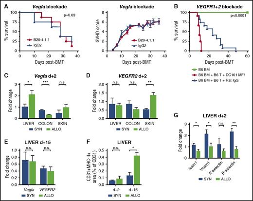 Figure 3. The Vegfa/VEGFR2 pathway and adhesion molecules are not upregulated during the initiation of angiogenesis in GVHD target organs. (A) Kaplan-Meier curve and GVHD scoring of B20-4.1.1 (Vegfa inhibitor) and rat IgG2-treated control mice (LP/J→C57BL/6) (n = 8 per group). (B) Kaplan-Meier curve of DC101+MFI (VEGFR1+2 inhibitor) and rat IgG–treated control mice (C57BL/6→BALB/c) (n = 12 per group). Untreated, only BM cell transplanted mice served as internal control (n = 5). Vegfa and VEGFR2 expression in GVHD target organs liver, colon, and skin of ALLO vs SYN mice (n = 5 per group) at day+2 after BMT (C-D) as well as in liver at day+15 after BMT (E). (F) MHC-II and CD31 double-positive area of CD31-positive area in liver of SYN and ALLO mice day+2 and +15 after BMT (n = 7 per group). (G) Expression of adhesion molecules Intercellular Adhesion Molecule 1 (Icam1), vascular cell adhesion molecule 1 (Vcam1), E-selectin, and P-selectin in MACS-sorted liver ECs from SYN vs ALLO mice at day+2 after BMT (n = 5). In panels A-B, P values were calculated by using the log-rank test. In panels C-E,G, gene expression levels were normalized to Gapdh expression and are shown relative to gene levels of a reference untreated sample. Error bars indicate mean ± SEM. *P < .05; **P < .01; ***P < .001; n.s. not significant by Student t test (2-tailed).