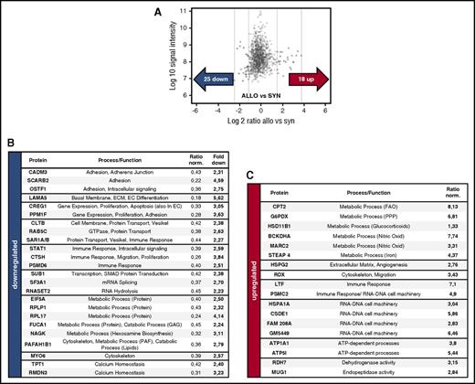 Figure 5. LC-MS/MS proteome analysis of liver ECs reveals profound metabolic and cytoskeletal changes during initiation of angiogenesis in GVHD. (A) LC-MS/MS proteome analysis of liver ECs at day+2 after BMT (LP/J→C57BL/6) with 1518 proteins, and >24 000 peptides quantified revealed 25 proteins downregulated and 18 upregulated proteins between ALLO and SYN mice (n = 5 per group). (B-C) Table of downregulated and upregulated proteins with corresponding functions/mechanisms and normalized ratios. In supplemental Tables 3 and 4, a detailed list of protein symbols + names, cellular localization, and involved pathways is available. ATP, adenosine triphosphate; GAG, glycosaminoglycans; PAF, platelet activating factor; PPP, pentose phosphate pathway.