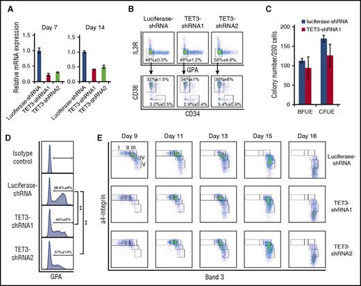 Figure 1. Effect of TET3 knockdown on human erythroid differentiation. (A) Expression of TET3 as assessed by quantitative RT-PCR, with β-actin as internal calibrator. Error bars indicate SEM (n = 3). (B) Flow cytometric analysis of erythroid progenitor populations. Cells cultured for 6 days were stained with antibodies against IL-3R, GPA, CD34, and CD36. The IL-3R and GPA double-negative population was further separated by CD34 and CD36. The IL-3R−GPA−CD34+CD36− population was identified as BFU-E and the IL-3R−GPA−CD34−CD36+ population was identified as CFU-E. The data are shown as mean ± SEM of 3 independent biological replicates. (C) The colony forming ability of sorted progenitor cells was assessed by colony forming assay. Error bars indicate SEM (n = 3). (D) The expression of GPA on day 7 of culture: the GPA+ cells were gated and the percentages of GPA+ cells are shown as mean ± SEM of 3 independent biological replicates. **P < .01. (E) Terminal erythroid differentiation was monitored on indicated days by flow cytometric analysis based on the expression of band 3 and α4 integrin. Representative plots of α4-integrin vs band 3 of GPA+ cells are shown and the erythroblasts are separated into 5 populations: proerythroblasts (I), early basophilic erythroblasts (II), late basophilic erythroblasts (III), polychromatic erythroblasts (IV), and orthochromatic erythroblasts (V). mRNA, messenger RNA; SEM, standard error of the mean.