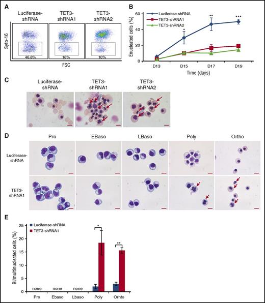 Figure 2. TET3 knockdown led to bi/multinucleated polychromatic/orthochromatic erythroblasts and impaired enucleation. (A) Representative profiles of enucleation as assessed by Syto-16 staining on day 17 of culture. Enucleation percentage was calculated as Syto-16–negative population in total population. (B) Quantitative analysis of enucleation on indicated days from 3 independent experiments. (C) Representative cytospin images of erythroblasts on day 17 stained with May-Grünwald Giemsa. Red arrows indicate bi/multinucleated erythroblasts. Scale bar = 10 μm. (D) Representative cytospin images of sorted erythroblasts at distinct developmental stages. The bi/multinucleated erythroblasts were observed specifically in TET3 knockdown polychromatic/orthochromatic erythroblasts. Red arrows indicate bi/multinucleated erythroblasts. Scale bar = 10 μm. (E) Quantification of bi/multinucleated erythroblasts in sorted erythroblasts at distinct developmental stages. *P < .05; **P < .01; ***P < .001. FSC, forward scatter.
