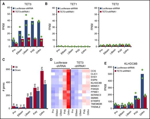 Figure 4. Effect of TET3 knockdown on gene expression. Control and TET3 knockdown erythroblasts at each distinct developmental stage were sorted and subjected to RNA-seq analysis and bioinformatics analysis. (A) mRNA expression of TET3. (B) mRNA expression of TET1 (left) and TET2 (right). (C) Numbers of differentially expressed genes. The cutoffs for differentially expressed genes are log-fold change >1 and change in FPKM >10. (D) Heatmap of 13 genes, which are highly upregulated at very late stage of normal erythropoiesis and downregulated by TET3 knockdown. The red, white, and blue colors represent the expression level from high to low. (E) mRNA expression of KLHDC8B. FPKM, fragments per kilobase per million fragments mapped.
