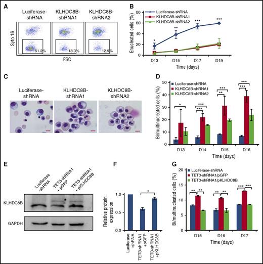 Figure 5. KLHDC8B knockdown mimics TET3 knockdown-induced defects in enucleation, and nuclear abnormalities and ectopic expression of KLHDC8B partially rescued bi/multinucleation defect. (A) Representative profiles of enucleation as assessed by Syto-16 staining on day 17 of culture. Enucleation percentage was calculated as a Syto-16–negative population in the total population. (B) Quantitative analysis of enucleation on indicated days from 3 independent experiments. (C) Representative cytospin images of erythroblasts on day 17 stained with May-Grünwald Giemsa. Scale bar = 10 μm. (D) Quantification of bi/multinucleated erythroblasts in KLHDC8B shRNA-transduced cells. (E) Western blot analysis of KLHDC8B expression. (F) Quantification of KLHDC8B ectopic expression, with GAPDH as control. (G) Quantification of bi/multinucleated erythroblasts following the ectopic expression of KLHDC8B, with empty vector pGFP as control. *P < .05; **P < .01; ***P < .001. D, days; FSC, forward scatter; GAPDH, glyceraldehyde-3-phosphate dehydrogenase; pGFP, plasmid encodes green fluorescent protein; pKLHDC8B, plasmid encodes KLHDC8B and green fluorescent protein.