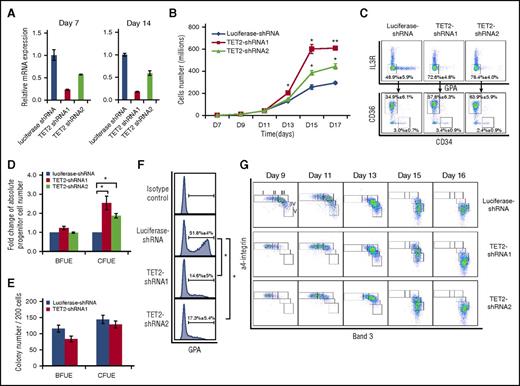 Figure 6. TET2 knockdown led to accumulation and delayed differentiation of erythroid progenitors. (A) Expression of TET2 as assessed by RT-PCR, with β-actin as internal calibrator. (B) Growth curves of luciferase-shRNA and TET2-shRNA–transduced cells. (C) Flow cytometric analysis of erythroid progenitor populations of cells cultured for 6 days. (D) Fold change of absolute progenitor cell numbers in total culture. Error bars indicate SEM (n = 3). (E) Colony forming ability of sorted progenitor cells. (F) Expression of GPA on day 7 of culture. *P < .05; **P < .01. (G) Representative expression profiles of α4 integrin and band 3. The erythroblasts are separated into 5 populations: proerythroblasts (I), early basophilic erythroblasts (II), late basophilic erythroblasts (III), polychromatic erythroblasts (IV), and orthochromatic erythroblasts (V).