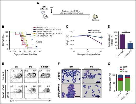 Figure 2. Increasing the S100A9:S100A8 ratio in vivo significantly impairs AML progression and induces cell differentiation. (A) Schematic illustration of experimental design. (B) Survival curves of secondary H9M1 AML recipients treated with pAb anti-S100A8, mAb anti-S100A9, or control IgGs at 10 mg/kg of body weight until moribund (data are from 1 of 3 independents experiments). (C) Evolution of weight during AML progression of mice treated with anti-S100A8 or control antibodies (n = 8). (D) Percentage of leukemia cells in peripheral blood (PB) in control and anti-S100A8–treated leukemic mice after 4 weeks posttransplantation. (E) Flow cytometry analyses of AML cells from representative mice treated with anti-S100A8. Contour plots are gated on EGFP+ cells. (F) Representative May-Grunwald-Giemsa–stained cytospins of AML cells from anti-S100A8–treated mice showing signs of granulocytic differentiation. Scale bars, 20 µm. (G) Cell-cycle profiles of BM cells from control and anti-S100A8 recipients (n = 5). Results are represented as the mean ± standard error of the mean. P value was determined by Student t test. *P < .05 or ***P < .001 from 3 independent experiments.