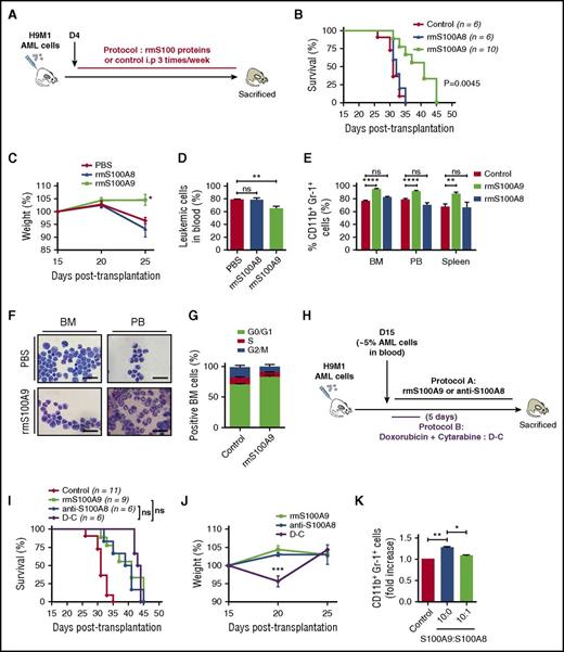 Figure 3. Increasing S100A9 levels in vivo prolongs survival and promotes maturation of leukemic cells. (A) Overview of experimental design. (B) Kaplan-Meyer survival analysis of AML secondary recipient mice treated with 20 µg/mouse rmS100A8, rmS100A9, or PBS 3 times per week until moribund. (C) Weight evolution of AML recipients treated with rmS100A8, rmS100A9, or phosphate buffer saline (PBS; n = 9 for each group). (D) Leukemic cells in peripheral blood (PB) of control and rmS100A9-treated mice during AML progression after 4 weeks posttransplantation (n = 4). (E) CD11b+Gr-1+ AML population in BM, PB, and spleen in mice untreated or treated with rmS100A9 (n = 6). (F) Representative May-Grunwald-Giemsa–stained cytospins of AML cells from rmS100A9-treated mice showing signs of granulocytic differentiation. Scale bars, 20 µm. (G) Cell-cycle profiles of BM cells from control and rmS100A9-treated recipients (n = 5). (H) Schematic of experimental design for (I) and (J). (I) Survival curves of secondary AML mice injected at day 15 with 10 mg/kg anti-S100A8 or 20 µg/mouse rmS100A9 3 times per week or treated with chemotherapy using cytarabine (100 mg/kg) for 5 days and anthracycline (doxorubicine 3 mg/kg) for 3 days. (J) Mouse weight fluctuation over time in the different treatment protocols (n = 6 per group). (K) CD11b+Gr-1+ in H9M1 leukemic cells treated with rmS100A9 in the presence or absence of rmS100A8 ex vivo. Results are represented as the mean ± standard error of the mean. P value was determined by Student t test. *P < .05, **P < .01, or ***P < .001 from 3 independent experiments. ns, not significant.