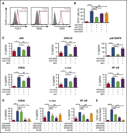 Figure 5. S100A9 activates AML cell differentiation through TLR4, ERK1/2, and c-Jun. (A) TLR4, RAGE, and CD33 expression in human MLL-AF9+ cells assessed by flow cytometry. (B) CD14 expression in human MLL-AF9+ AML cells. Cells were pretreated with neutralizing human anti-TLR4, human anti-RAGE, or human anti-CD33 (n = 5) and stimulated with rhS100A9 (20 µg/ml) for 48 hours. (C) Phosphorylation of JNK, ERK1/2, p38 MAPK, and transcription factors CREB, c-Jun, and NF-ĸB in Mono-Mac-1 cells (MLL-AF9+) treated with rhS100A9 (20 µg/ml) in the presence or absence of antibodies against TLR4. (D) Effect of inhibitors of p38 MAPK (SB352080), JNK (SP600125), and ERK1/2 (U0126) on phosphorylation of transcription factors CREB, NF-ĸB, and c-Jun. (E) CD14 expression in Mono-Mac-1 cells after stimulation with rhS100A9 (20 µg/ml) for 48 hours in the presence of SB352080 (p38 MAPK inhibitor), SP600125 (JNK inhibitor), or U0126 (ERK1/2 inhibitor). Data are expressed as the mean ± standard error of the mean. P value was determined by Student t test. *P < .05, **P < .01, or ***P < .001 from 3 independent experiments. GAPDH, glyceraldehyde-3-phosphate dehydrogenase; ns, not significant.