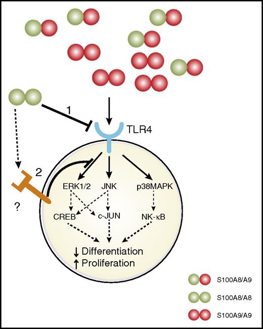 Figure 7. Effects of S100A8 and S100A9 on AML cell differentiation and proliferation. S100A8 and S100A9 are secreted by a subpopulation of leukemic cells (CD11b+Ly6G+c-kit+) in AML. S100A9 binds to TLR4 and induces signaling pathways, promoting leukemic cell differentiation and proliferation arrest. (1) S100A8 could bind to TLR4 and activate different signaling pathways, leading to the inhibition of cellular differentiation induced by S100A9. (2) Alternatively, S100A8 could interact with a different receptor and induce an antagonizing signal to inhibit S100A9-induced differentiation.