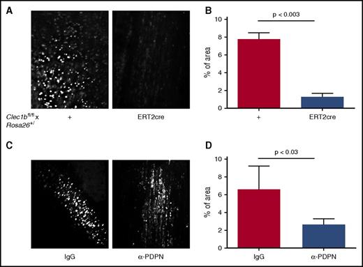 Figure 2. Stenosis-induced platelet recruitment is reduced in the absence of CLEC-2 or after neutralization of podoplanin. IVC stenosis was applied to Clec1bfl/fl × Rosa26+/creERT2 and their Clec1bfl/fl littermates for 6 hours. Fluorescently labeled syngeneic platelets were infused, and their deposition on the IVC wall was visualized by intravital microscopy. (A) Representative averaged images of adhered platelets (bright white). (B) Percentage of area covered by immobilized platelets, n = 3 to 4. Data are presented as mean ± standard error of the mean. (C) The same experimental design was applied to WT mice injected with anti–podoplanin neutralizing antibody (100 μg per mouse, IV) or IgG control before surgery. (D) Percentage of area covered by recruited platelets; n = 4 for both groups.