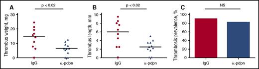 Figure 5. Anti–podoplanin antibody decreases size of thrombi in murine DVT. WT mice were injected with neutralizing anti–podoplanin antibody (clone 8.1.1) 24 hours (100 μg per mouse) and 30 minutes (50 μg per mouse) prior to surgery and then subjected to IVC stenosis for 48 hours. Control mice were administered isotype-matched IgG. (A) Thrombus weight, (B) length, and (C) thrombosis prevalence. Lines in dot plots represent median. N = 10 (for IgG) and 11 (for the antibody). NS, not significant.