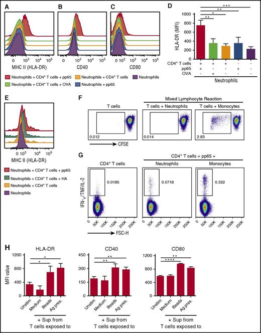 Figure 4. Upregulation of MHC-II (HLA-DR), CD40, and CD80 on neutrophils requires antigen and antigen-specific memory CD4+ T cells. Representative histograms show the surface expression levels of HLA-DR (MHC II) (A,E) and the maturation markers CD40 (B) and CD80 (C) on neutrophils cultured for 30 hours alone or with autologous CD4+ T cells for all the indicated conditions. (D) Bar graphs show geometric mean fluorescence intensity (MFI) values of HLA-DR (mean ± SEM, n = 4 donors). (F) Proliferation of allogeneic naive T cells in a mixed lymphocyte reaction induced by neutrophils or monocytes. One representative donor of 3 is shown. (G) IFN-γ/IL-2/TNF production in responding pp65-specific CD4+ T cells stimulated by neutrophils or CD14+ monocytes. One representative donor of 3 is shown. (H) Bar graphs show the surface expression levels of HLA-DR, CD40, and CD80 on neutrophils after stimulation for 30 hours with supernatants (Sup) collected from culture of T cells only (Medium), T cells activated with anti-CD2/CD3/CD28 beads (Beads), or from the neutrophil–T-cell cocultures prepared as for the Ag presentation assay (Ag pres) (mean ± SEM, n = 4). *P< .05, **P < .01, ***P < .001, ****P < .0001. Unstim, unstimulated.