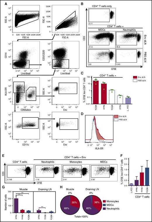 Figure 6. Neutrophils sorted from the dLNs after vaccination present Env to memory CD4+ T cells but MDCs have the highest capacity. (A) Neutrophils and MDCs were isolated by flow cytometry sorting from the dLNs of vaccinated rhesus macaques 24 hours postinjection with an Alexa 680–labeled Env or PBS (contralateral arm) according to the depicted gating strategy. (B) Neutrophils isolated from the Env-draining LNs induced well-detectable T-cell proliferation but MDCs showed the highest capacity. Representative plots of proliferating CD4+ T cells. (C) Bars graph show percentages of proliferating CD4+ T cells (mean ± SEM, n = 3 NHPs). (D) Representative histograms show HLA-DR levels on neutrophils sorted from the Env and PBS dLNs. (E) Representative plots show proliferating CD4+ T cells after 5-day cocultures with either neutrophils, monocytes, or MDCs isolated from spleen from the animals above in presence of Env. (F) Bars show percentages of proliferating CD4+ T cells (mean ± SEM, n = 3 NHPs). (G-H) Rhesus macaques were injected with Alexa 680–labeled Env and the cell subsets recruited to the muscle injection site and dLNs were phenotyped and enumerated by flow cytometry. (G) Number of indicated cell subsets mobilized to the Env-injected muscle and dLNs (mean ± SEM, n = 3 NHPs); **P < .01. (H) Proportions of the number of Env+ cell subsets at the injection site and draining LNs. Mono, monocytes; Neutr, neutrophils.