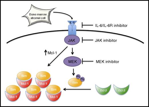 Figure 7. Model of stroma-induced Mcl-1 dependence. See “Discussion” for details.
