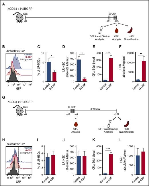 Figure 1. G-CSF does not induce proliferation of dormant HSCs. (A) Experimental schematic. Mice were placed on dox for 12 to 16 weeks to turn off expression of H2BGFP. Four days before analysis, mice were serially treated with G-CSF, and then BM, PB, and spleen were harvested to assay GFP label dilution, CFU, and HSC (LSKCD48−CD150+) quantification. (B) Histogram of HSC GFP label dilution. (C) Quantification of LR-HSC in panel B. (D) Absolute number of LR-HSCs in the BM. (E) CFU analysis from PB. (F) HSC quantification in the spleen. (G) Updated experimental schematic. Mice were placed on dox for 7 weeks, treated with G-CSF, and then chased for an additional 8 weeks to allow homeostasis to reestablish and all HSCs to return to the bone marrow before analysis. (H) Histogram of HSC GFP label dilution. (I) Quantification of LR-HSC in panel H. (J) Absolute number of LR-HSCs in the BM. (K) CFU analysis from PB immediately after the final G-CSF treatment. (L) HSC quantification in spleen. Data are represented as mean ± SEM of 6 and 7 mice for control and G-CSF treatments, respectively. *P < .05, **P < .01, ***P < .001 by Welch’s t test.