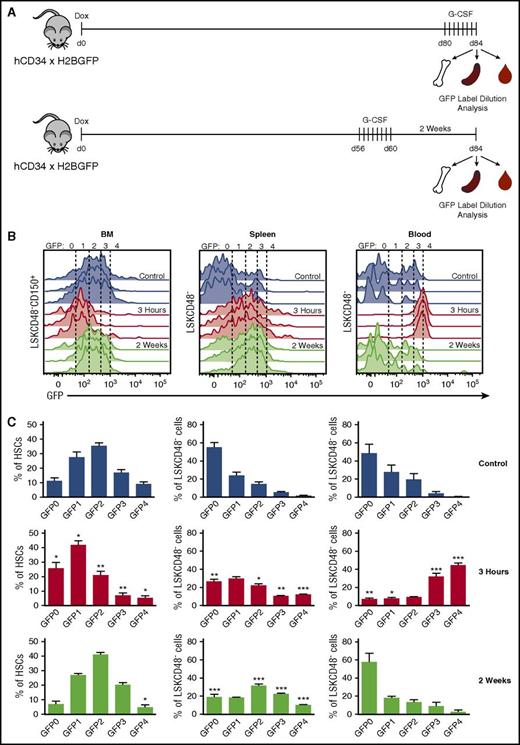 Figure 2. G-CSF preferentially mobilizes dormant HSCs. (A) Experimental schematic. Mice were placed on dox for 12 weeks and were treated with G-CSF either 4 days or 2 weeks before analysis. BM, spleen, and PB HSPCs were analyzed for GFP label distribution. (B) Histograms of GFP distribution across HSC (BM) and HSPC (spleen and PB) compartments without, 3 hours after, and 2 weeks after G-CSF treatment. (C) Quantification of HSPCs found across GFP gates. Data are represented as mean ± SEM of 6, 7, and 4 mice for control, 3-hour, and 2-week treatments, respectively. Statistical significance was determined by comparing control with 3-hour and 2-week data. *P < .05, **P < .01, ***P < .001 by Welch’s t test.