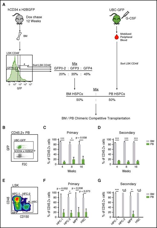 Figure 3. Mobilized HSPC transplantation defects are divisional history independent. (A) Schematic of BM/PB chimeric HSPC transplantations. LSKCD48− cells were sorted from the bone marrow of 34/H2B mice (CD45.2+) chased with dox for 12 weeks, based on label dilution. These cells were mixed together to mimic the label dilution ratios of LSKCD48− cells found in mobilized PB 3 hours after G-CSF treatment (Figure 2C). This BM HSPC mix was then further mixed at equal ratios with LSKCD48− cells sorted from mobilized PB of UBC-GFP mice (CD45.2+). This BM/PB HSPC mix was then competitively transplanted into CD45.1+ recipient mice. (B) Plot displaying GFP intensities of PB derived from UBC-GFP and 34/H2B mice. (C-D) PB- and BM-derived HSPC contribution to PB in primary (C) and secondary (D) transplantations. (E) Gating strategy for the BM HSPC compartment. (F-G) PB and BM derived contributions to the regeneration the BM HSPC compartments. In secondary transplant, regeneration in the HPC-2 and HSC compartments was exclusively confined to BM-derived cells, which prevented calculation of statistical significance between the BM- and PB-derived groups; not determined (n.d.). Data are represented as mean ± SEM of 8 and 9 mice for primary and secondary transplants, respectively. *P < .05, **P < .01, ***P < .001 by paired t test.