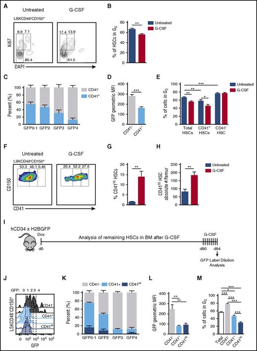 Figure 4. Proliferation in response to G-CSF is limited to CD41 expressing cells within the HSC compartment. (A) Representative plots displaying cell cycle status of the HSC compartment in response to G-CSF. (B) Quantification of G0 HSCs in panel A. (C) Distribution of CD41 expression on HSCs across GFP gates after a 12-week chase during homeostasis (no G-CSF). (D) Quantification of CD41− and CD41+ HSC GFP fluorescence intensities during homeostasis. (E) Quantification of total, CD41+, and CD41− HSCs in G0 with and without G-CSF treatment. (F) Representative plots of CD41 expression on HSCs with and without G-CSF treatment. (G) Quantification of CD41Hi cells within the HSC compartment. (H) Absolute numbers of CD41Hi HSCs in the BM. (I) Label dilution experimental set-up. (J) GFP histograms of CD41−, CD41+, and CD41Hi HSCs after G-CSF treatment. (K) Representation of CD41−, CD41+, and CD41Hi HSCs within each GFP gate after G-CSF treatment. (L) GFP fluorescence intensities after G-CSF treatment. (M) Cell cycle analysis of CD41−, CD41+, and CD41Hi HSCs after G-CSF treatment. Data are represented as mean ± SEM. n = 14 and 9 mice for control and G-CSF treatments, respectively (B, E, G, and H); n = 10 mice (C and D); n = 7 mice (K and L); n = 9 mice (M). *P < .05, **P < .01, ***P < .001 by Welch’s t test (B,E,G-H), paired t test (D), or 1-way repeated measures ANOVA with Tukey’s multiple comparison test (L-M).