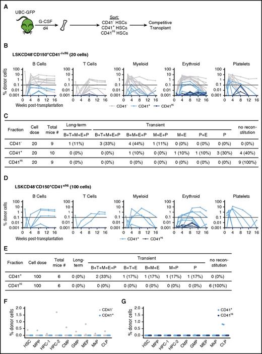Figure 5. Competitive transplantation of CD41−/+/Hi HSCs after G-CSF treatment. (A) Experimental schematic. UBC-GFP mice were treated with G-CSF for 4 days. Three hours after the final treatment, BM was harvested and the CD41−/+/Hi cells from within the HSC compartment were sorted and competitively transplanted. (B) Five-lineage repopulation of mice transplanted with 20 CD41−/+/Hi cells. Horizontal line represents threshold for repopulation. (C) Chart summarizing data from B. (D) Five-lineage repopulation of mice transplanted with 100 CD41+/Hi cells. (E) Chart summarizing data from D. (F) Analysis of the BM HSPC compartment 16 weeks after transplantation with 20 CD41−/+ cells. Only mice that demonstrated PB reconstitution were analyzed. (G) Analysis of the BM HSPC compartment 16 weeks after transplantation with 100 CD41+/Hi cells. All mice were analyzed, regardless of PB reconstitution.