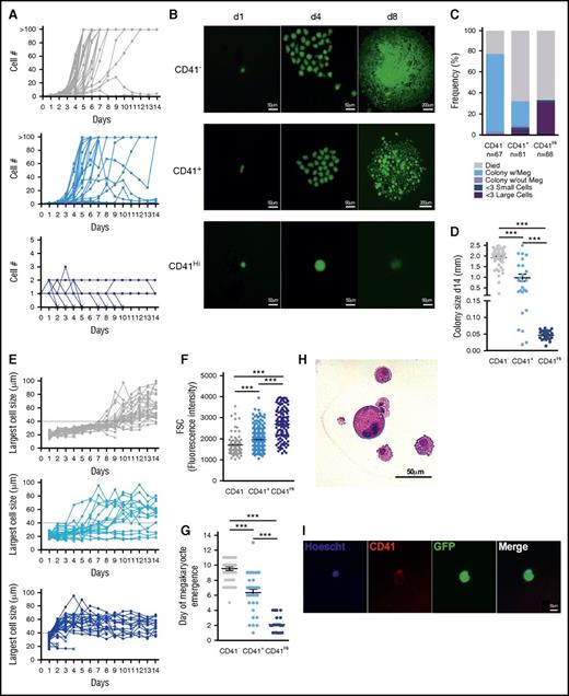 Figure 6. CD41Hi HSCs rapidly generate megakaryocytes in culture without proliferation. Single CD41−/+/Hi HSCs from UBC-GFP mice treated with G-CSF (Figure 5A) were sorted into wells of a 96-well plate and cultured in the presence of Tpo, Epo, IL-6, IL-3, and SCF. Cells were observed daily, and cell number, cell size, and megakaryocyte emergence was quantified. (A) Proliferation of single CD41−/+/Hi cells over 14 days in culture. (B) Representative images of sorted CD41−/+/Hi over time. (C) CD41−/+/Hi cell fate assayed at day 14. (D) Quantification of colony diameter at day 14. “Colony size” of CD41Hi cells was most often the diameter of remaining single cells. (E) Quantification of the largest cell diameter visible in culture over time. The dashed line at 40 μm represents the threshold above which a cell was considered “large.” (F) Size of single CD41−/+/Hi cells before culture. (G) Quantification of megakaryocyte emergence over time. (H) Hematoxylin and eosin staining of a megakaryocyte from a CD41− cell colony. Megakaryocyte is large and contains a multilobule nucleus. (I) Live imaging of representative single CD41Hi cell on day 5 of culture. Cell stains positive for megakaryocyte marker CD41 and has a multilobule nucleus. Data are representative of 2 to 3 independent experiments. ***P < .001 by 1-way ANOVA with Tukey’s multiple comparisons test.
