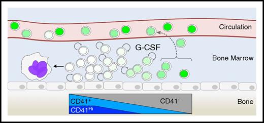 Figure 7. Model of BM proliferative response to G-CSF treatment. In response to G-CSF, dormant HSCs are mobilized to the circulation without proliferation. These cells will accumulate in the spleen and return to the BM with time. The remaining cells in the BM after G-CSF treatment can be organized based on CD41 expression, which positively correlates with divisional history. Proliferative response to G-CSF is exclusively associated with CD41 expressing cells, and the CD41Hi population rapidly matures into megakaryocytes. Label dilution is illustrated by the various shades of green in the nuclei of the cells. Circular arrows represent cell proliferation.