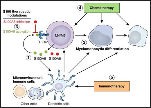 The experimental findings of Laouedj et al illustrated here include (1) autocrine production of S100A8/A9 proteins by AML cells; (2) induction of differentiation through S100A9-dependent TLR4 activation in AML4/5 subtypes; (3) therapeutic potential of S100A8 blocking and/or S100A9 activation in murine models. (4) Beyond these findings, we hypothesize that targeting S100A8/A9 proteins may synergize with chemotherapy, as observed in acute APL treated with chemotherapy and differentiating agents. (5) Given that S100 proteins have recognized effects against the reduction of antitumor immunity by tumor microenvironment cells, S100A8/A9-targeted therapies may also enhance AML immune response and therefore synergize with novel immunotherapeutic modalities. Professional illustration by Patrick Lane, ScEYEnce Studios.