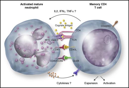 An activated mature neutrophil presenting a cognate antigen to a memory CD4 T cell in a MHC-II–dependent fashion, which, in turn, proliferates, becomes activated, and produces cytokines (IL-2, IFNγ, and TNFα). Likely, costimulator molecules (CD40, CD80, and CD86) play a role in this process. Presumably, CD4 T-cell–derived cytokines activate the neutrophil, whereas neutrophil-derived mediators (cytokines) activate the CD4 T cell.
