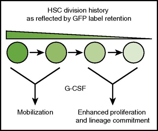 HSCs show a nonuniform response to G-CSF. G-CSF selectively mobilizes infrequently dividing HSCs (high GFP expression), and it induces proliferation and myeloid commitment in HSCs with more extensive division histories (low GFP expression).