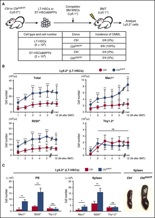 Figure 3. Competitive repopulation assay of LT-HSCs. (A) Experimental procedure and incidence of CMML. LT-HSCs or ST-HSCs and MPPs from control or CblQ367P mice (Ly5.2+) were transplanted into irradiated syngeneic mice (Ly5.1+) with competitor BM mononuclear cells (Ly5.1+), and Ly5.2+ cells in the recipient mice were analyzed. The incidence of CMML in the recipient mice is shown. (B) Changes of total and lineage marker–positive Ly5.2+ cells in the PB during the observation period. (C) Numbers of lineage marker–positive Ly5.2+ cells in the PB and the spleen and macroscopic appearances of the spleens in recipient mice at the endpoint of transplantation. ***P < .001; **P < .01, *P < .05. ns, not significant.