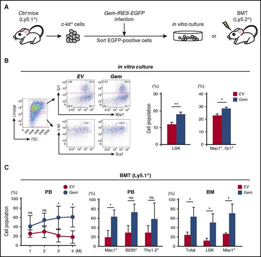 Figure 5. Forced expression of Gem in HSPCs. (A) Experimental procedure. The c-kit+ cells of control or CblQ367P mice (Ly5.1+) were infected with Gem-IRES-EGFP–expressing retrovirus, and sorted EGFP-positive cells were subjected to in vitro culture or BMT into recipient mice (Ly5.2+). (B) Results of the in vitro culture. Representative plots of flow cytometry and percentages of the LSK and Mac1+, Gr1+ cells are shown in the left and right panels, respectively. (C) Results of BMT. The changes of percentages of the Ly5.1+ cells in the PB, percentages of lineage marker–positive Ly5.1+ cells in the PB, and percentages of total, LSK, and Mac1+ Ly5.1+ cells in the BM at the end point of BMT are shown in the left, middle, and right panels, respectively. *P < .05. ns, not significant.
