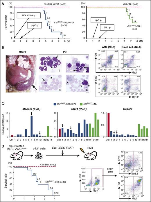Figure 6. Analysis of progression from CMML to acute leukemia. (A) Survival curves of MOL4070A-infected (left panel) and ENU-injected (right panel) control and CblQ367P mice. The time points of intraperitoneal administration (ip) of pIpC, MOL4070A, and ENU are indicated by arrows, and the diseased mice are numbered. (B) Pathological findings of the CblQ367P mice with acute transformation. Macroscopic appearance, abnormal PB cells, and representative results of flow cytometric analyses of AML (no. 3) and B-cell ALL (no. 8) samples are shown in the left, middle, and right panels, respectively. In the left panel, the enlarged spleen is indicated by an arrow. In the middle panel, Giemsa-stained PB smears are shown: panel 1, WBCs with abnormal nuclei, including a pseudo–Pelger-Huet anomaly (indicated by arrows); panel 2, hypersegmented neutrophils (indicated by arrows); and panels 3 and 4, giant platelets, erythrocytes with a Howell-Jolly body, and an apoptotic cell (indicated by arrows, arrowhead, and a white arrowhead, respectively). Scale bar: 10 μm. (C) Expression levels of CIS genes, Mecom (Evi1), Sfpi1 (PU.1), and Rassf2 in the tumor tissues. The results are shown relative to those of a control spleen (Ctrl). Tumors with virus integration in the corresponding CIS gene are indicated by vertical arrows. (D) Retrovirus-mediated transfer of Evi1. Experimental procedure, survival curves of recipient mice, and a representative result of the flow cytometric analysis of a leukemic mouse are shown in the upper left, lower left, and right panels, respectively. In the lower left panel, diseased mice in the CblQ367P + Evi1 group are numbered.