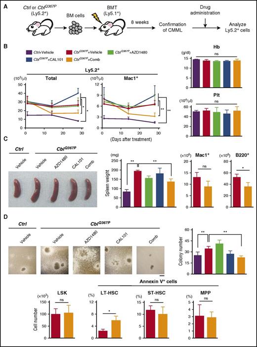 Figure 7. Drug application to CblQ367P CMML cells. (A) Experimental procedure of drug application. BM cells of control or CblQ367P mice (Ly5.2+) were transplanted into irradiated syngeneic mice (Ly5.1+), and, after confirming the development of CMML, recipient mice were subjected to drug administration, and the Ly5.2+ cells were analyzed. (B) Left two panels: Changes in the numbers of total and Mac1+ Ly5.2+ cells in the PB of drug-treated recipients during the observation period. Right panels: hemoglobin (Hb) concentrations and platelet (Plt) count at 4 weeks after treatment. (C) Analyses of the spleen. Left two panels: Representative macroscopic appearances and weights of the spleens of drug-treated recipients. Right two panels: Mac1+ and B220+ cell numbers of CblQ367P+Vehicle and CblQ367P+Comb recipients. (D) Analyses of the BM. Upper panels: Representative photos taken with a phase-contrast microscope and total colony numbers (diameter, >500 µm) of drug-treated recipients. Scale bar: 500 μm. Lower panels: LSK cell numbers and percentages of Annexin V+ cells in the LT-HSC, ST-HSC and MPP fractions of CblQ367P+Vehicle and CblQ367P+Comb recipients. **P < .01, *P < .05. ns, not significant.