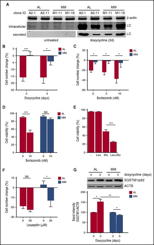 Figure 6. Amyloidogenic LC expression is an intrinsic cellular stressor. Effect of expression of amyloidogenic (AL) and nonamyloidogenic (MM) LC on PC growth, PI sensitivity, and autophagy. (A) The non-immunoglobulin-expressing NS0 murine plasmocytoma cell line was lentivirally engineered to express amyloidogenic and nonamyloidogenic immunoglobulin LCs under control of an inducible promoter, and clones selected and characterized for LC expression. Effective induction of LC expression and secretion by doxycycline (1 µM for 3 days) in 2 representative clones is shown in 1 representative immunoblot analysis. (B) AL and MM NS0 clones were treated with 1 µM doxycycline or left untreated for the indicated days. The number of viable cells upon induction of LC production by doxycycline and in untreated cultures was determined every 24 hours by trypan blue exclusion. The effect of LC induction on cell growth as compared with parallel, untreated cultures was expressed as percentage of cell number change. The histogram shows the average of 2 AL (A2-1 and A2-11) and 2 MM (M1-11 and M1-19) NS0 clones. (C) AL (A2-1) and MM (M1-19) NS0 clones were induced to express the respective LC for 3 days and the effect on cell growth of the indicated doses of Btz administered for the last day evaluated as in panel B. (D) Analysis of cell viability 3 days post-LC induction in the experiment in panel C. (E) A2-1 cells were induced to express the amyloidogenic LC for 3 days and the effect on cell viability of treatment with the distal autophagic inhibitor, leupeptin (Leu, 20 µM for the last 48 hours) and Btz (10 nM for the last 24 hours), alone or in combination, assayed by trypan blue exclusion (average of 4 independent experiments). (F) AL (A2-1) and MM (M1-19) NS0 clones were induced to express the respective LC for 3 days and the effect on cell growth of the indicated dose of leupeptin for the last 48 hours evaluated as in panel B. (G) The effect of 3 days induction of AL and MM LC on the accumulation of autophagic substrate SQSTM1/p62 assessed by immunoblotting. Top panel: one representative image; histogram: quantification of 3 independent experiments. Results are expressed as mean ± standard error of the mean (SEM) of at least 3 independent experiments. *P < .05; ***P < .001 (2-tailed Student t test).