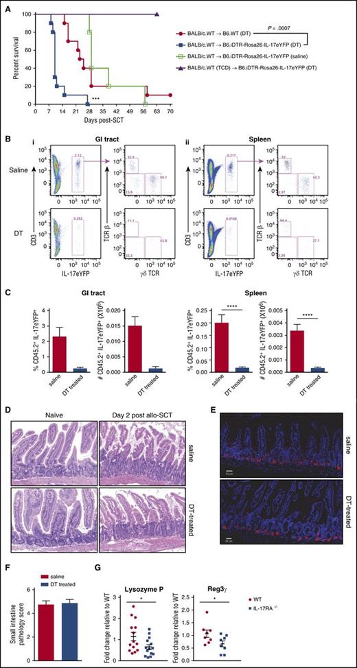 Figure 5. Conditional depletion of recipient IL-17–producing populations exacerbates acute GVHD. (A) B6.WT or B6.iDTR-Rosa26–IL-17 mice (n = 10 per group) were lethally irradiated and received T-cell replete or TCD G-CSF mobilized BALB/c.WT grafts. Saline or DT was administered peritransplant (days −3, −1, and +1). Kaplan-Meier curves are shown with combined data from 2 replicate experiments. ***P = .0007, DT-treated WT (red filled circles) vs B6.iDTR-Rosa26-IL-17 recipients (blue filled squares). (B-C) Efficiency of depletion was determined by flow cytometry (panels Bi and Bii top, saline treated; panels Bi and Bii bottom, DT-treated). Spleen (Bi) and GI tract (Bii) were harvested from mice 2 days after SCT, and the frequency and absolute number of IL-17eYFP+ cells enumerated (n = 3 to 11 per group). Data combined from 2 replicate experiments are shown in panel C. Spleen: ****P < .0001, saline (red bars) vs DT-treated (blue bars) B6.iDTR-Rosa26–IL-17 recipients. Representative dot plots are shown in (B). (D) Representative H&E images of ileum harvested from naïve B6.iDTR-Rosa26–IL-17 mice treated with saline or DT only (no total body irradiation or SCT) or B6.iDTR-Rosa26–IL-17 mice post-alloSCT (day 2) with saline or DT administration. (E) Representative immunofluorescence images showing lysozyme expression (AF555, red) in ileum harvested on day 2 post-alloSCT from saline (top) or DT-treated (bottom) B6.iDTR-Rosa26–IL-17 recipients. DAPI nuclear stain (blue). Scale bar = 20 µm. (F) Semiquantitative histopathology of the ileum on day 2 from saline (red bar) or DT-treated (blue bar) B6.iDTR-Rosa26–IL-17 recipients (n = 8 per group). (G) Lethally irradiated B6.WT (red circles) or B6.IL-17RA−/− (blue squares) mice received 25 × 106 G-CSF immobilized BALB/c.WT grafts and the ileum harvested on day 2. Lysozyme P and Reg 3γ expression (n = 8 to 14 per group) was analyzed by RT-qPCR and normalized to WT expression. Combined data from 3 replicate experiments are shown. *P = .04, WT vs IL-17RA−/−. DAPI, 4,6, diamidino-2-phenylindole; H&E, hematoxylin and eosin; RT-qPCR, real-time quantitative polymerase chain reaction.