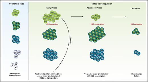 Figure 2. C/EBPα primes HSPCs for neutrophilic differentiation. We hypothesize that downregulation of C/EBPα in the bone marrow in mice results in the following phases. The early phase: a block of neutrophilic differentiation causes a feedback mechanism on HSCs and progenitors to stimulate more differentiation. This results in an increase in cycling of HSCs and expansion of downstream progenitors. Advanced phase: HSCs are consumed, while progenitors still show expansion. Late phase: HSC and progenitor exhaustion leading to bone marrow failure. GMP, granulocytic/monocytic progenitor; MPP, multipotent progenitor; N, neutrophils.