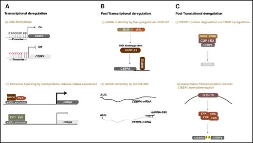 Figure 3. Oncogenic mechanisms of C/EBPα deregulation in myeloid malignancies. (A) Transcriptional deregulation: (i) promoter DNA methylation silences CEBPA ; and (ii) oncogenic transcription regulators (eg, AML1-ETO or EVI1) bind to CEBPA enhancer and downregulate mRNA expression. (B) Posttranscriptional deregulation: (i) the BCR-ABL oncoprotein upregulates an RNA-binding protein that destabilizes CEBPA transcripts; (ii) upregulation of microRNA-690 destabilizes CEBPA transcripts and alters granulocytic development. (C) Posttranslational deregulation: (i) an increase in tribbles pseudokinase 2 (TRIB2) levels degrades the CEBPA protein by the recruitment of COP1 ubiquitin ligase117; (ii) internal tandem duplication in the FLT3 receptor constitutively activates the signaling molecule ERK, which inhibits homodimerization of C/EBPα and, hence, interferes with its function by phosphorylation on serine 21.
