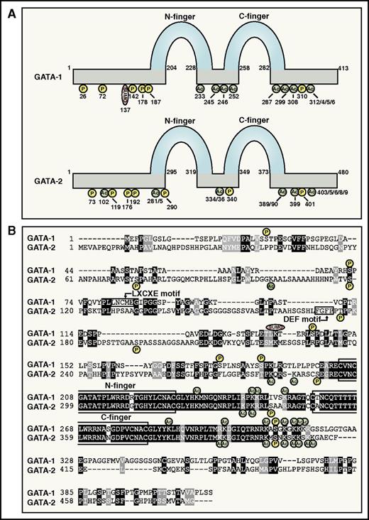 Figure 1. GATA-1 and GATA-2 protein attributes. (A) GATA-1 and GATA-2 protein attributes. N- and C-zinc fingers and posttranslational modification sites are indicated.84,87,88, 90,117,122,124,125,170-172 (B) Amino acid sequence alignment of human GATA-1 and GATA-2. Protein domains and posttranslational modification sites are highlighted.