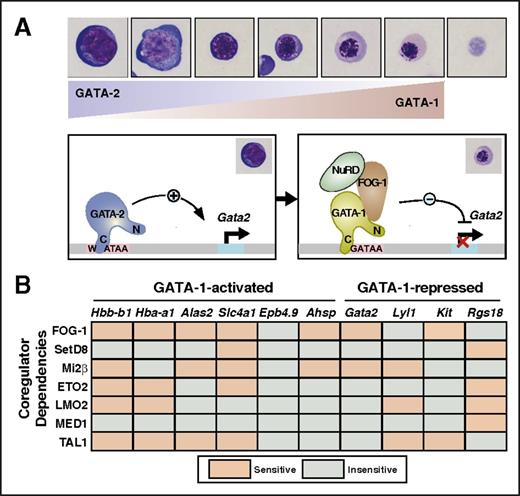 Figure 2. GATA factor mechanistic principles. (A) GATA switch model. GATA switches involve replacement of one GATA factor by another at a chromatin target site. GATA switches can be associated with an altered transcriptional output. The GATA switch is illustrated at the Gata2 locus. In erythroblasts, friend of GATA-1 (FOG-1) promotes GATA-1-mediated replacement of chromatin-bound GATA-2, instigating repression.64,74 (B) Coregulator dependency matrix model. “Sensitive” and “insensitive” denote whether reductions in the endogenous coregulators impact expression of the GATA-1 target genes. Distinct coregulator ensembles mediate GATA-1-dependent transcription in a locus-specific and context-dependent manner.91,98,99,173