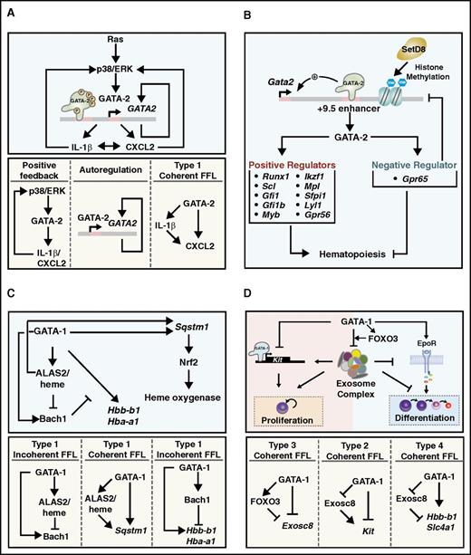 Figure 3. Emerging GATA factor-dependent mechanistic circuits. (A) Ras-MAPK signaling controls GATA-2 activity.123 (B) GATA-2-GPR65 circuit negatively regulates hematopoiesis.127 (C) GATA-1-heme circuit regulates erythroid differentiation.134 (D) GATA-1-FoxO3-exosome circuit controls erythroid maturation.146,148 FFL, feed forward loop.