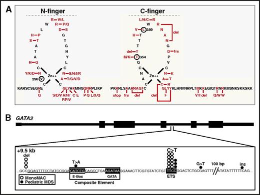 Figure 4. GATA-2 mutations in human hematologic disorders inform GATA factor mechanisms. (A) Left, GATA-2 N-finger mutations in human AML patients with biallelic CEBPA mutations.160-163,174,175 V296 corresponds to GATA-1 V205, which enhances GATA-1 and FOG-1 binding. Right, C-finger mutations identified in AML-associated diseases.153-156,158,176-178 T354M is a loss-of-function mutation that inhibits chromatin occupancy and target gene activation.122,123 L359V was identified in chronic myeloid leukemia.159 (B) Mutations at and near the +9.5 GATA switch site enhancer in pediatric MDS169 and MonoMAC syndrome.35,157,158 del, deletion; ins, insertion.