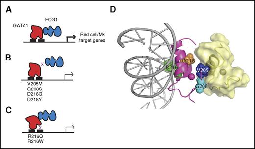 Figure 1. GATA1 mutations in benign hematologic disorders often affect the function of N-terminal zinc finger. (A) The normal function of the N-finger is to bind DNA at complex GATA motifs and to recruit FOG1; together, GATA1 and FOG1 drive expression of numerous red cell and megakaryocyte (Mk) genes. (B) Mutations in the FOG1-binding face of GATA1 disrupt the protein-protein interaction and diminish the expression of target genes. (C) Mutations in the N-finger that reduce the affinity of GATA1 for DNA also suppress expression of GATA1 target genes. (D) Structural representation of mutants in the GATA1 N-finger (magenta). Residues that are mutated in these disorders are indicated as spheres. The positions of FOG1 (yellow, derived from the structure of the GATA1:FOG1 structure111) and DNA (gray, inferred from the structure of the GATA1-DNA complex112) are shown. The NMR structure of the N-finger of GATA1 confirms the localization of the mutations to the FOG-interacting (left) or DNA binding surface (right).